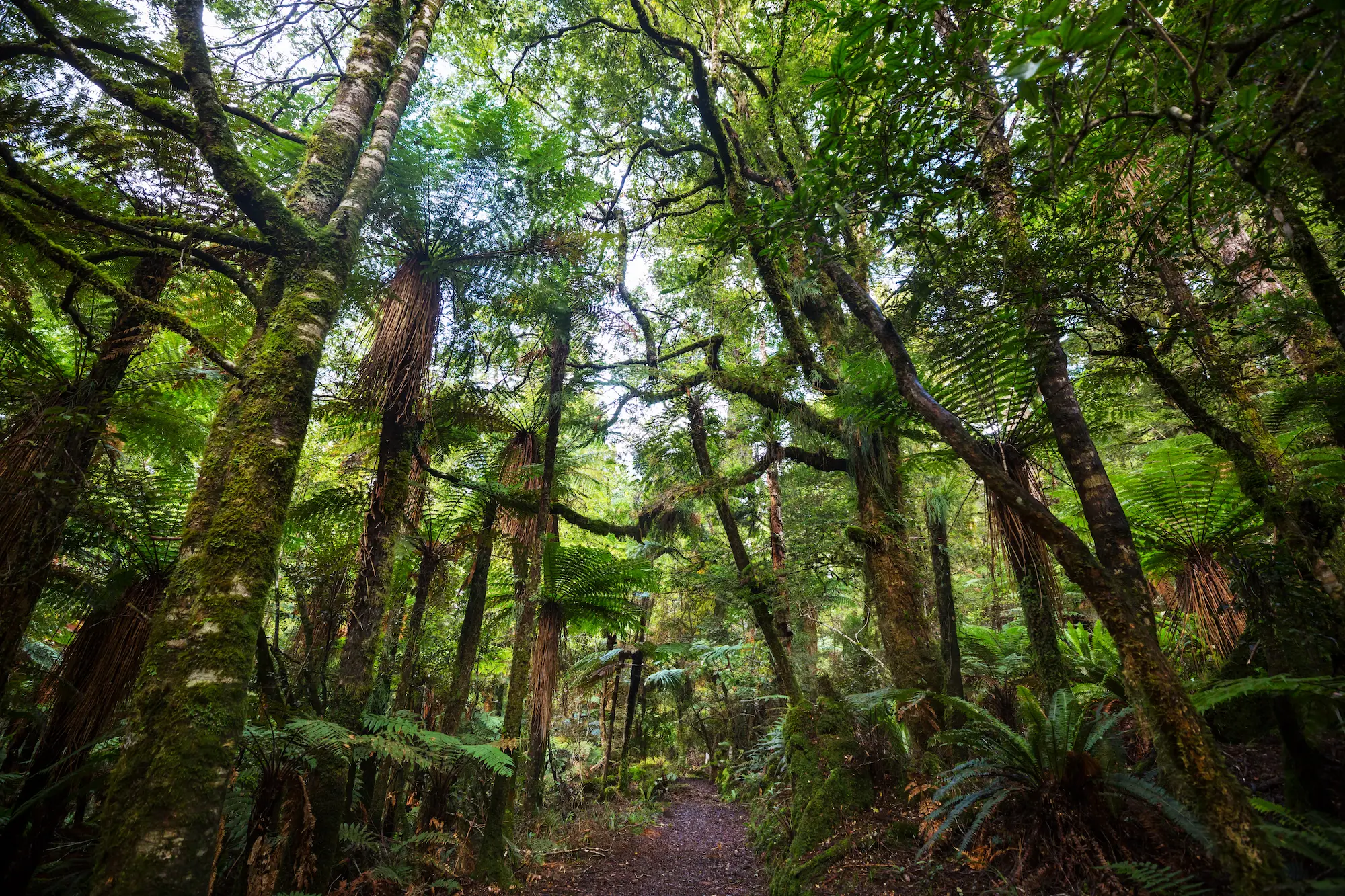 Kawau Island